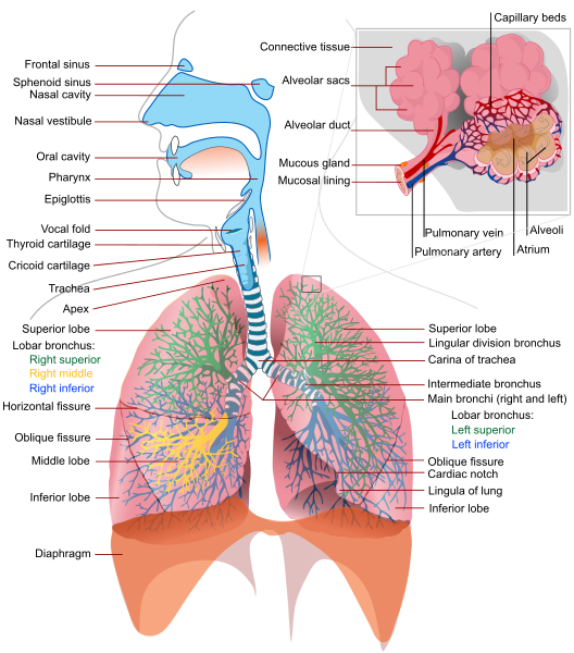 7.2: Respiratory Basic Concepts - Medicine LibreTexts