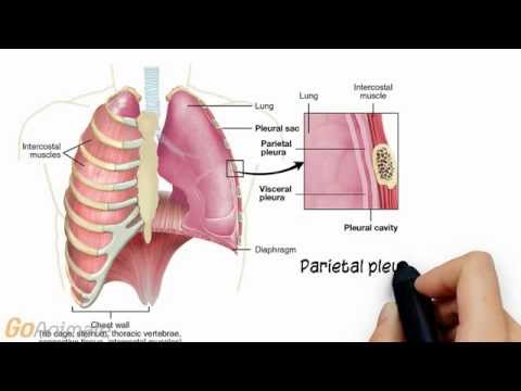 Thumbnail for the embedded element "Respiratory System Anatomy (v2.0)"