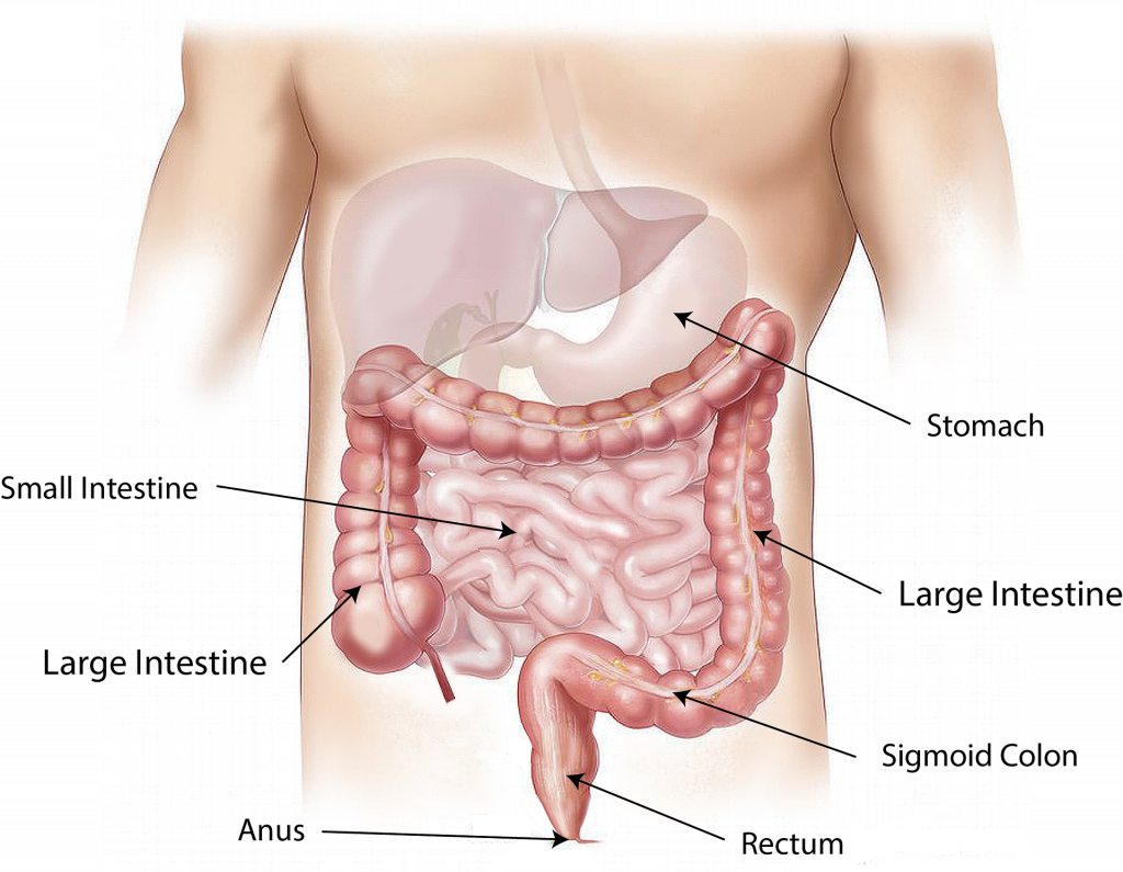 Illustration of abdomen anatomy, with labels