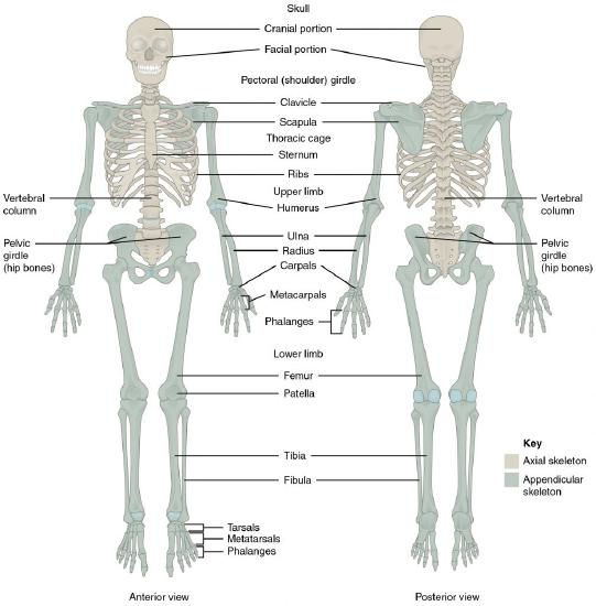 Illustration showing human skeleton from front and back, with labels