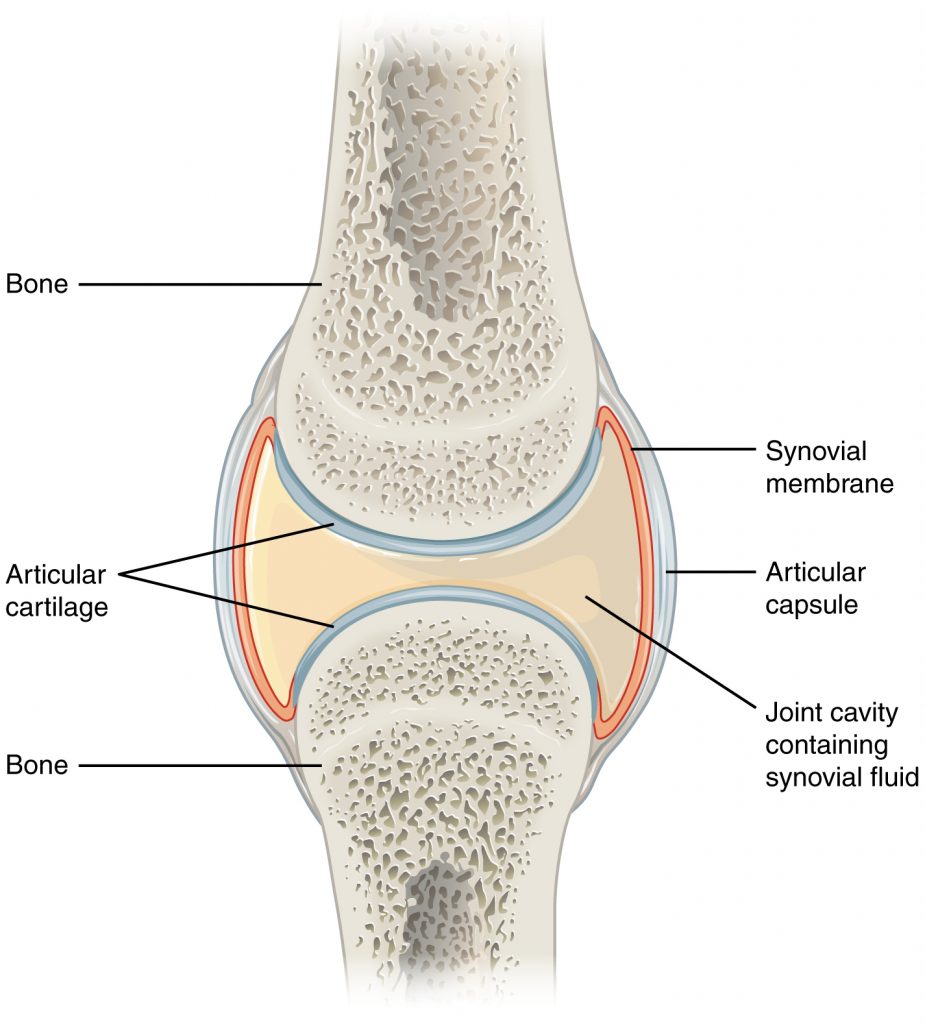 Illustration showing Synovial Joint, with labels