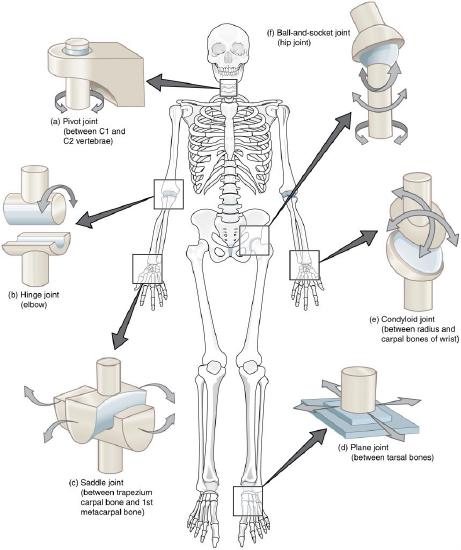 Illustration of human skeleton with closeups of synovial joints, with labels