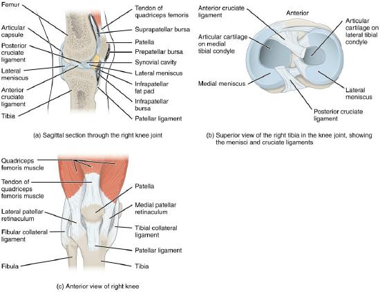 Illustration of a human knee joint, with labels, from three different views