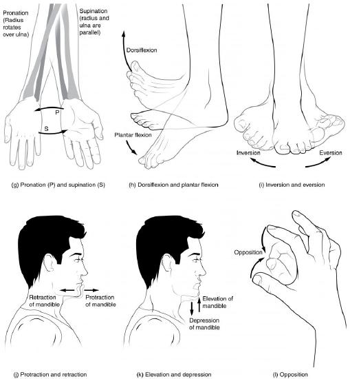 Illustrations showing smaller body movements, with labels