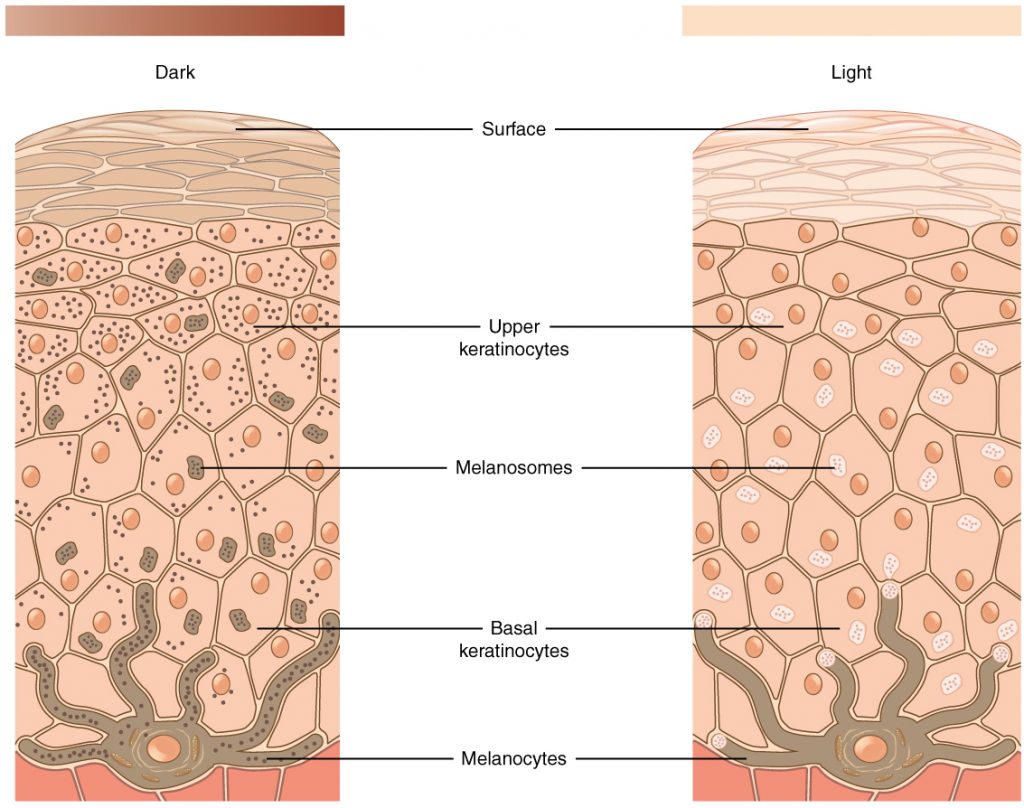 Illustration showing pigmentation of the skin, with labels