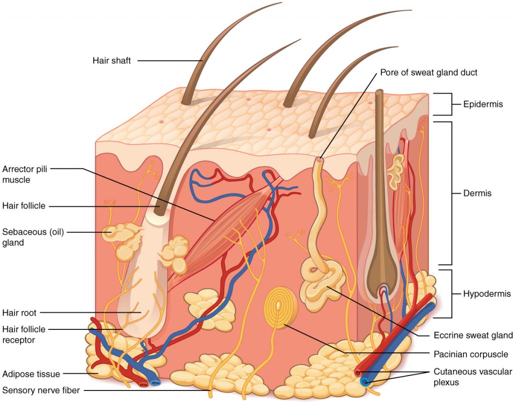 Illustration showing layers of skin, with labels