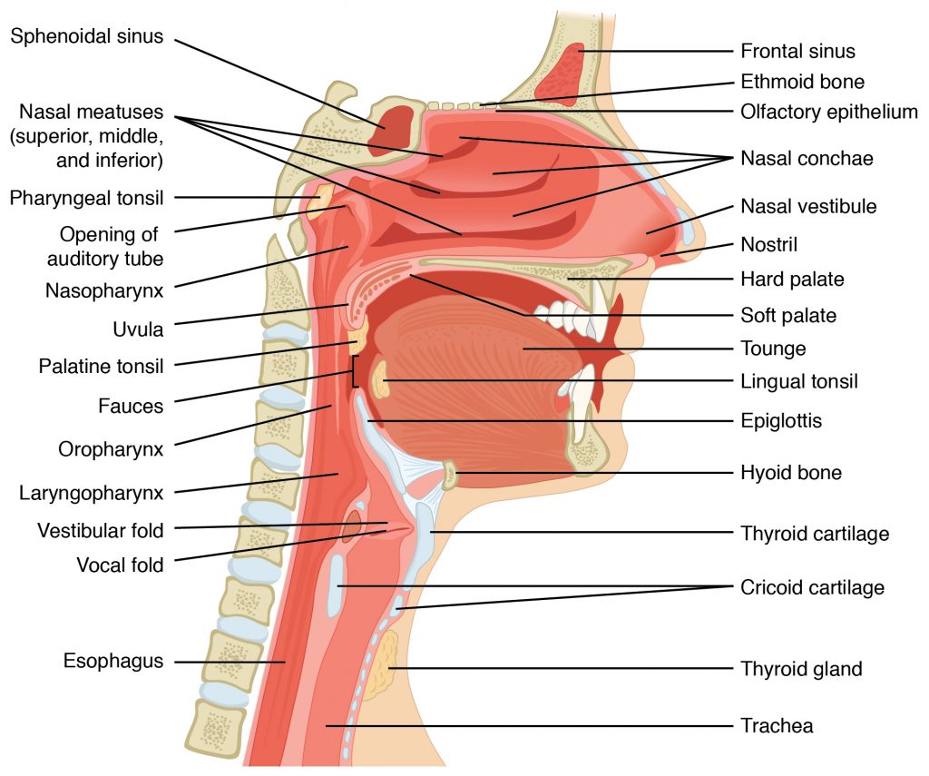 Ilustración que muestra la anatomía de Cabeza y Cuello, con etiquetas