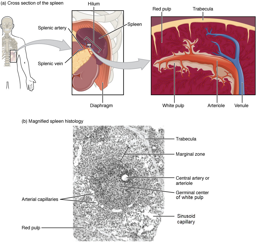 Gross Anatomy and Histology of the Spleen: white pulp surrounds arterioles while red pulp surrounds sinusoid capillaries.