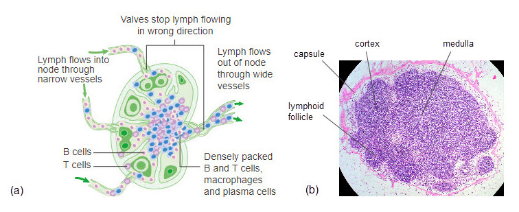 Diagram of lymph node anatomy alongside histological image of lymph node.