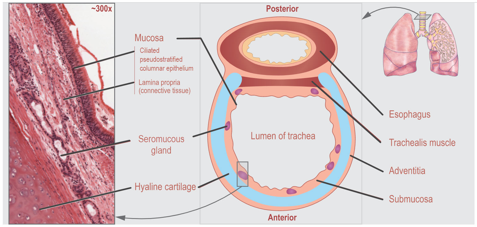 Diagram and micrograph of the histology of the trachea.