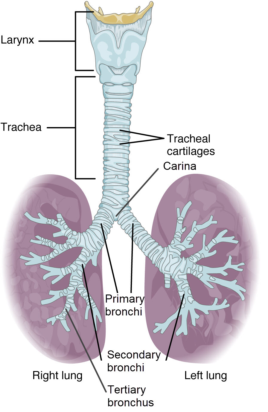 Diagram of the bronchial tree showing the trachea branch to smaller and smaller bronchi.