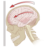 7: Head and Neck Assessment