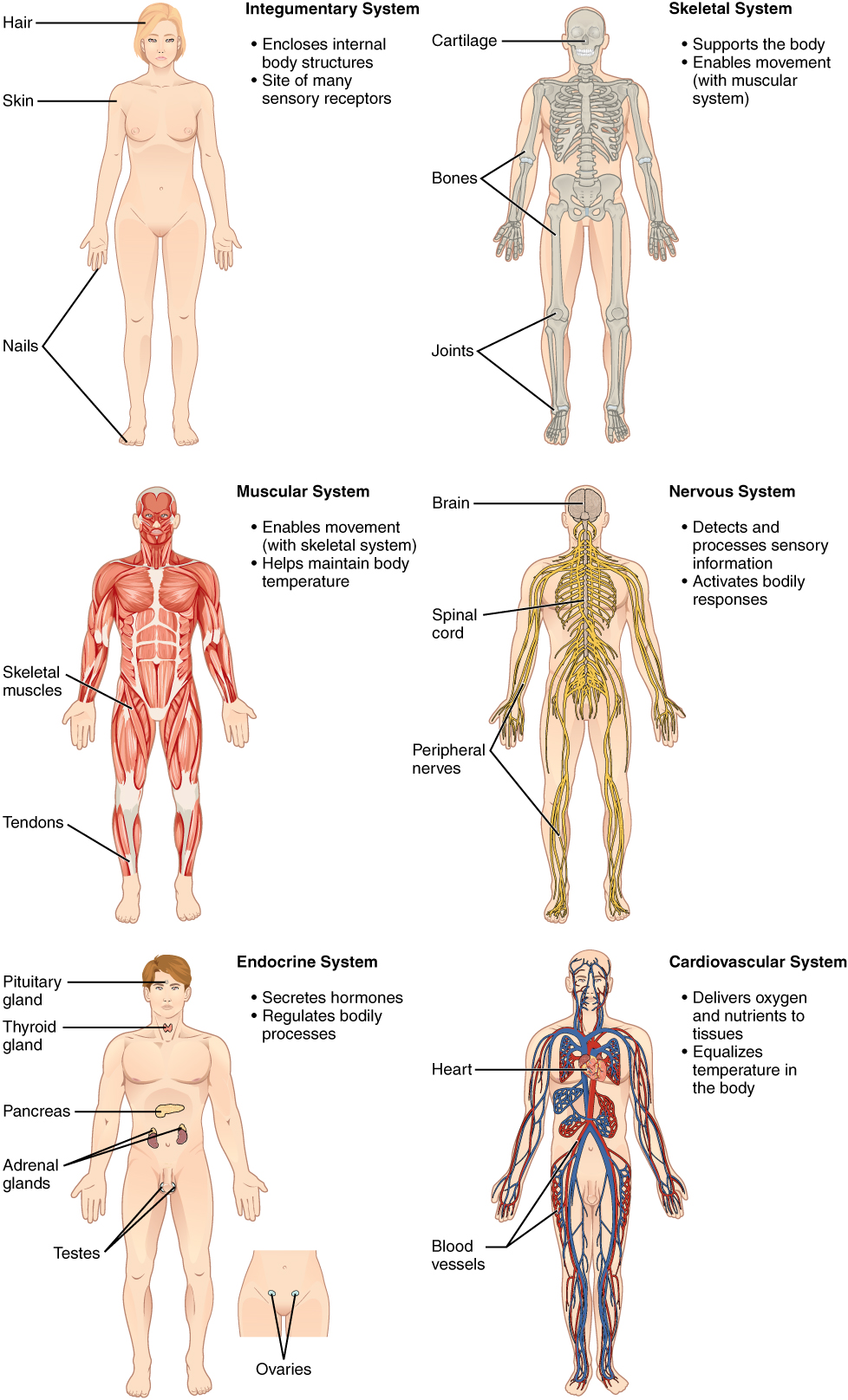 Some organ systems of the human body: the integumentary system, skeletal system, muscular system, nervous system, endocrine system, and the cardiovascular system - described in text.