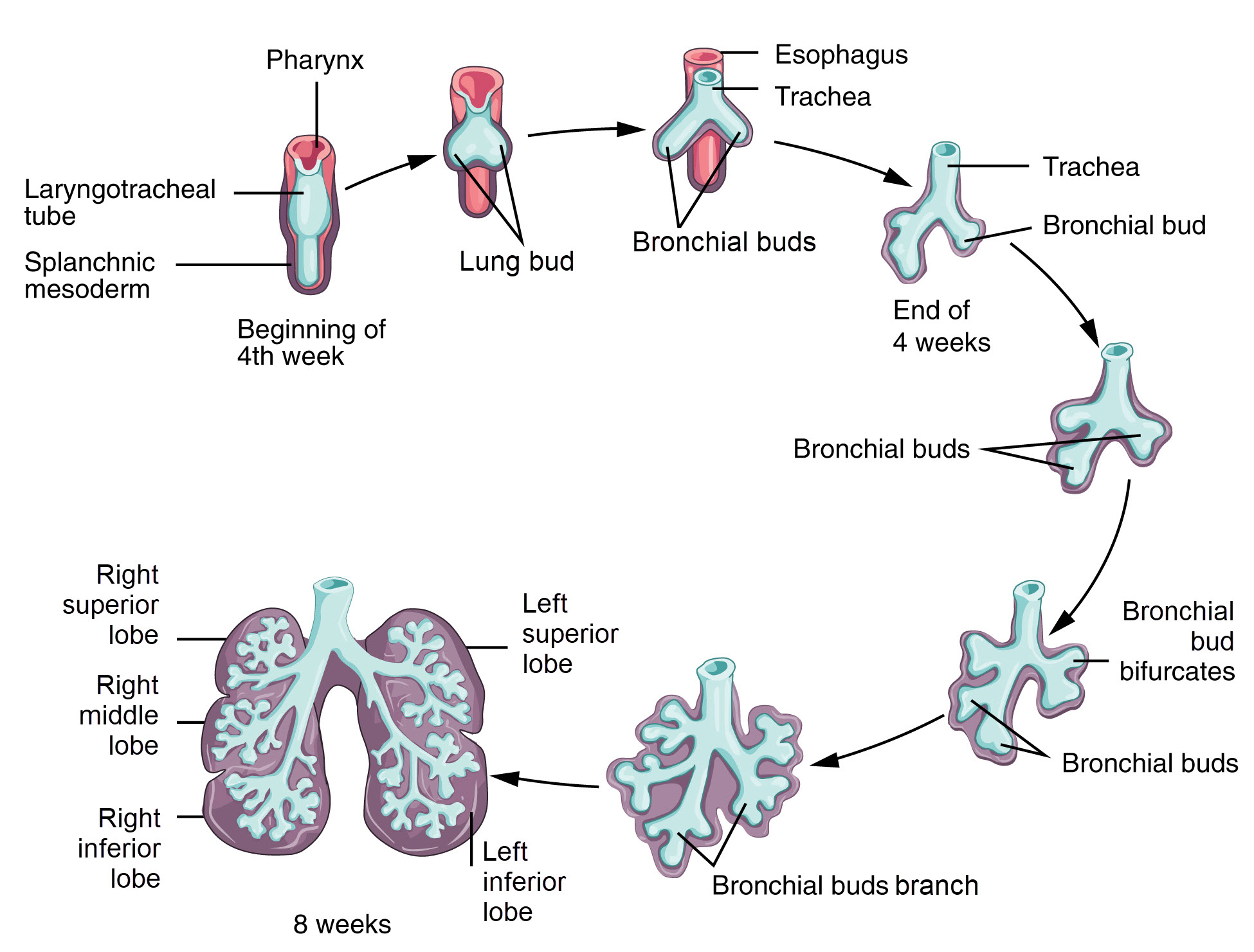 Flow chart of the milestones of development of the lower respiratory system.
