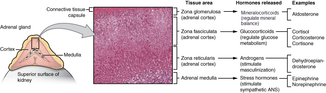 Labeled frontal section diagram and micrographs of adrenal gland on superior surface of kidney.