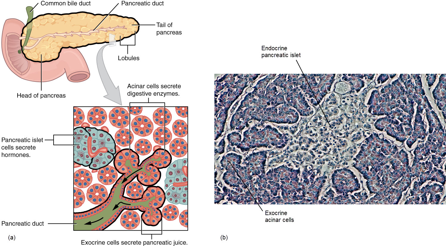Diagram of pancreas alongside a micrograph showing the exocrine acinar cells connected to branches of the pancreatic duct and endocrine pancreatic islets.