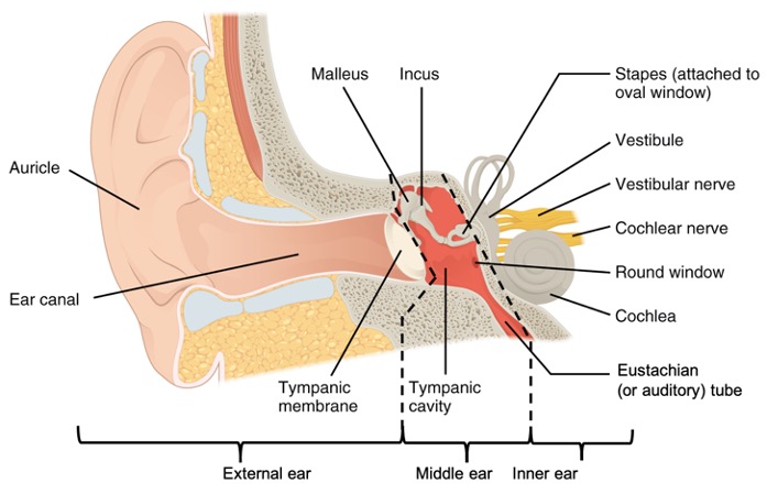 Section of ear divided between external, middle and inner regions. Each region and structure is labeled.