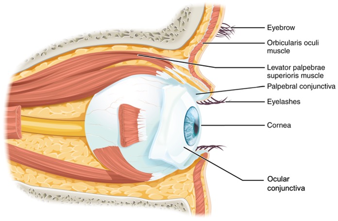 Lateral view of the eye in the orbit with structures labeled