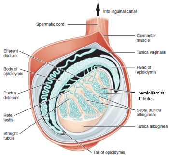 Drawing of lateral view of internal scrotal structures:  testis, epididymis, and vas deferens.