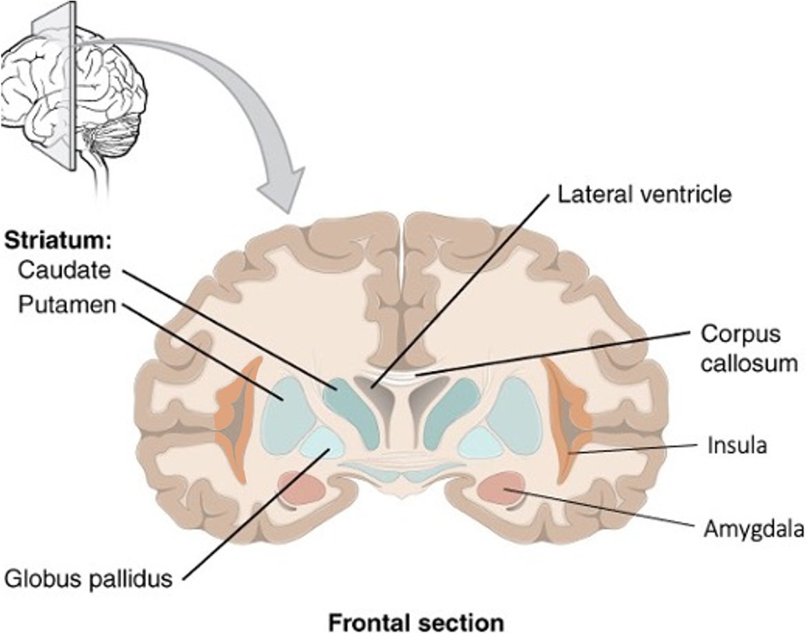 Basal nuclei are spots of gray matter deep in the cerebrum, embedded into white matter. The insula is within a lateral fold.