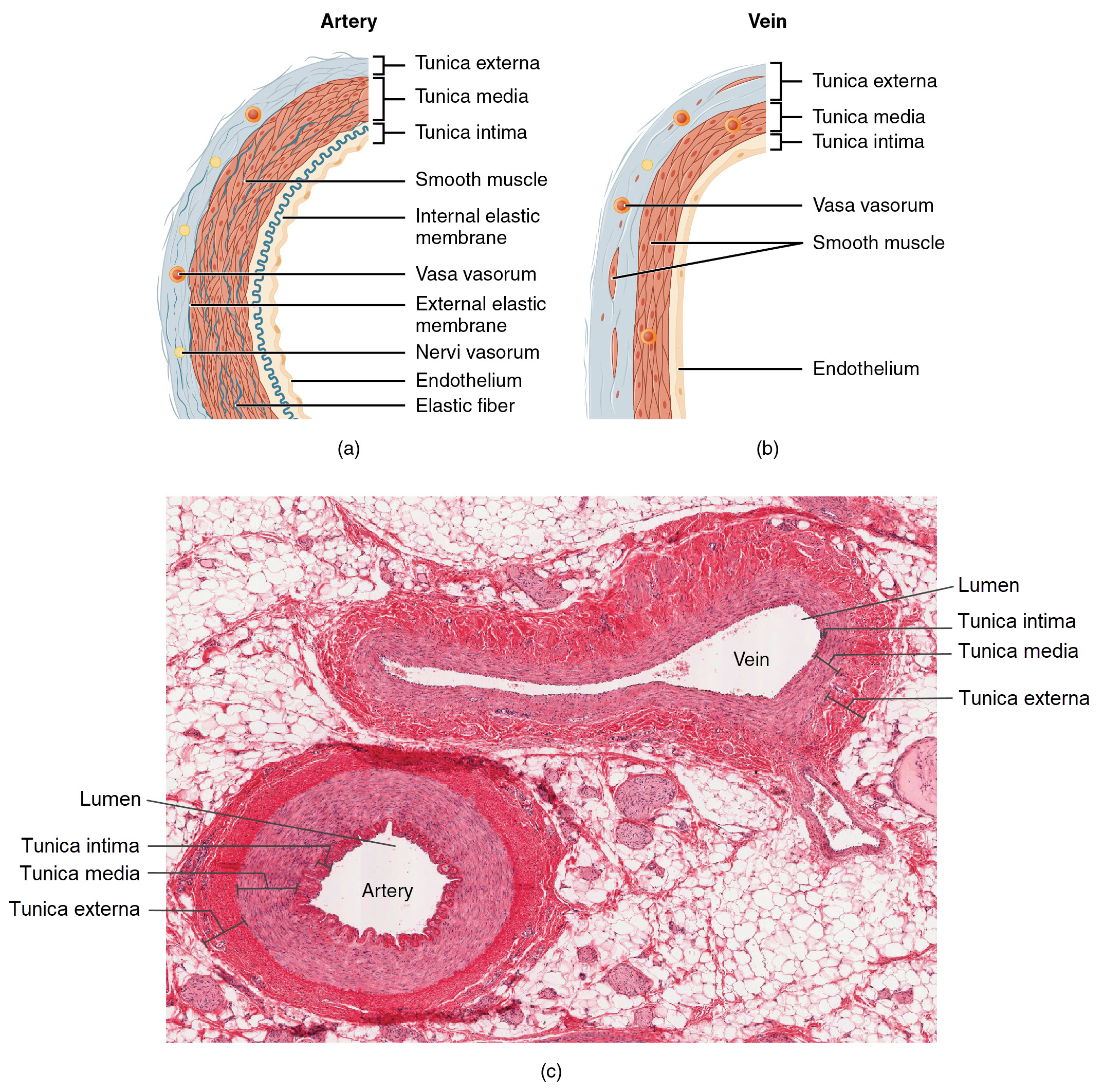 Structure and proportions of the three vessel tunics and lumen of arteries and veins are compared via diagram and micrograph.