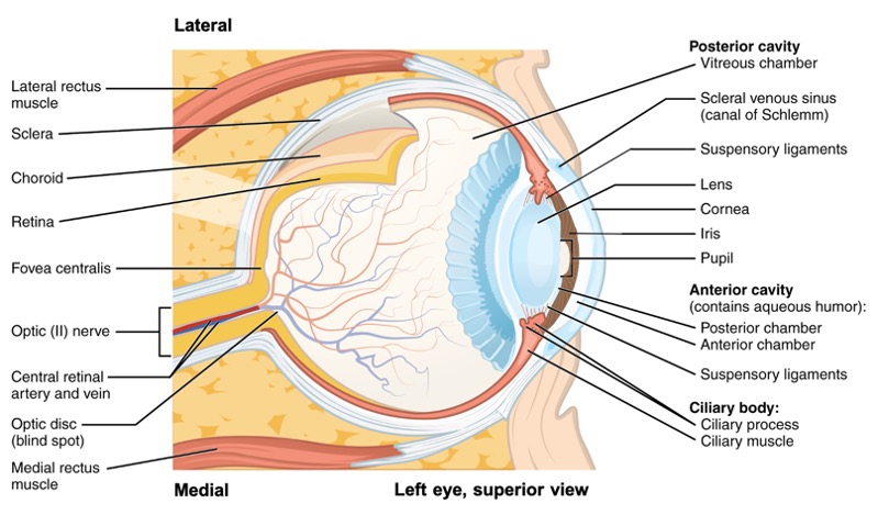 Superior view of left eye showing labeled structures