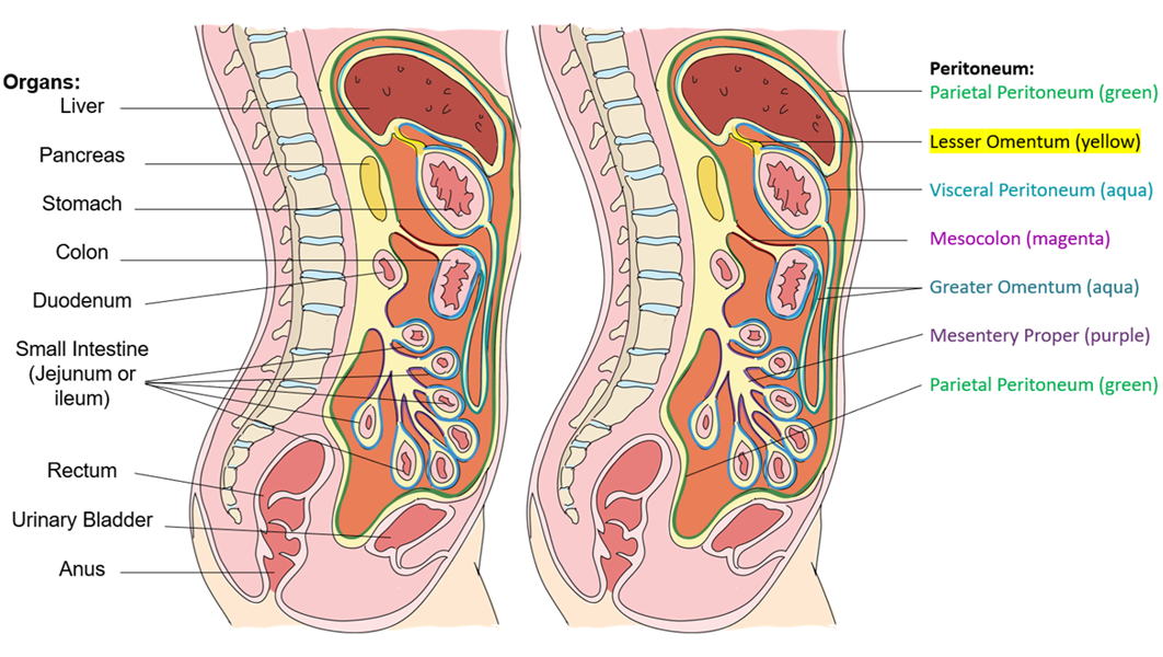 Midsagittal view of abdomen with organs labeled on the left side.  The right side has mesenteries labeled and outlined in different color.