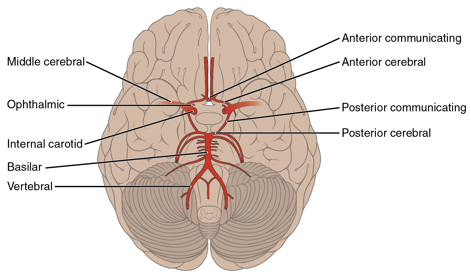 Circular structure on the inferior side of the brain formed by the branches of multiple arteries. 
