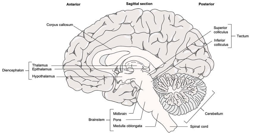 Sagittally and inferior to the cerebral cortex lies the corpus callosum, diencephalon and brainstem. 