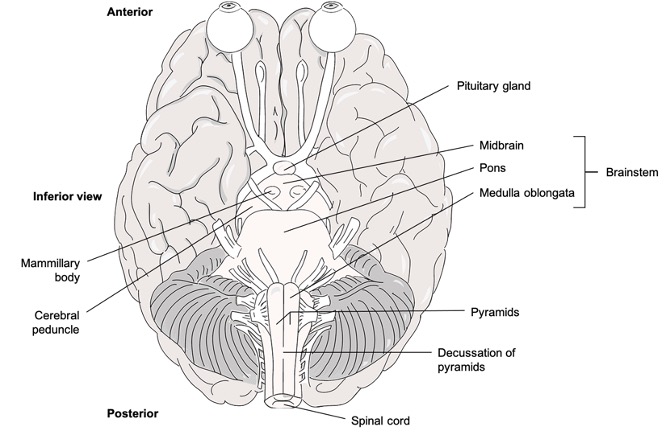 Inferior view of brain. From anterior to posterior: eyes, optic nerves, brainstem and cerebellum. 