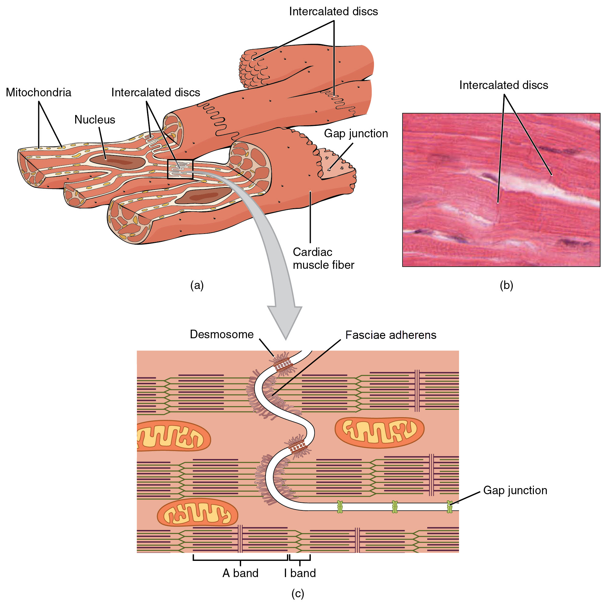 Cardiac muscle contains sarcomeres with an arrangement that causes visible striations. Intercalated discs connect adjacent cardiac muscle cells and feature desmosomes, fasciae adherens, and gap junctions.