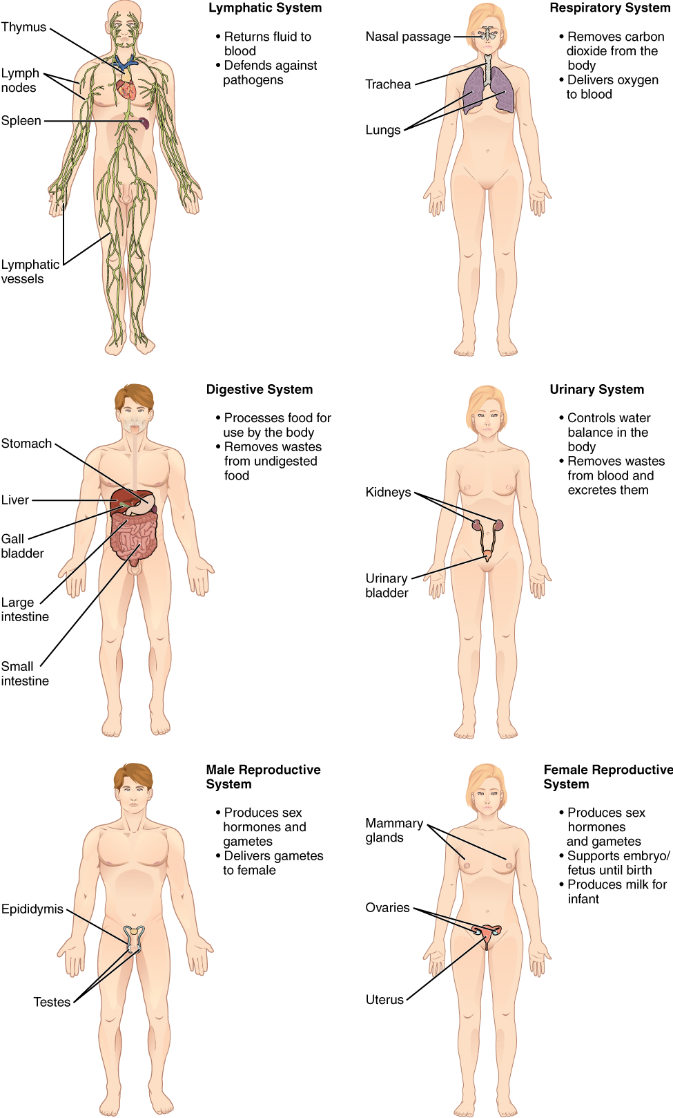 Some organ systems of the human body: the lymphatic system, respiratory system, digestive system, urinary system and reproductive systems - described in text.