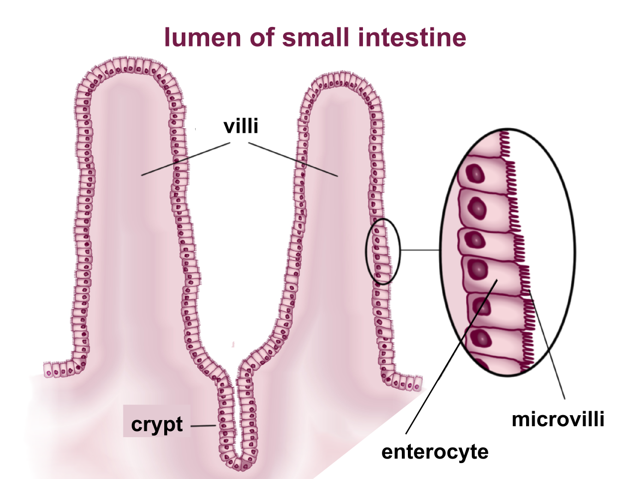 Drawing of villi projecting from small intestinal wall with hairlike microvilli at edge of villi.