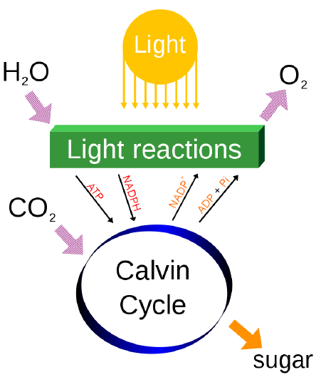 diagram of photosynthesis showing how plants capture energy from sunlight and use it to transform carbon dioxide in the air into glucose