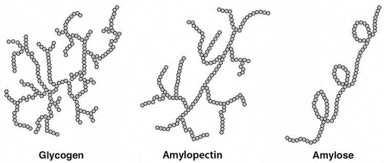 Drawing of highly-branched glycogen, moderately-branched amylopectin, and amylose.
