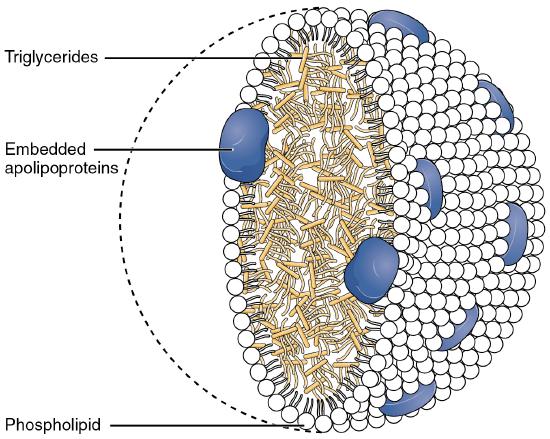 Structure of a chylomicron consisting of mostly triglycerides in the center. Phospholipids and proteins, which are water-soluble, form the outside of the sphere. This enables chylomicrons to transport fats in the bloodstream.