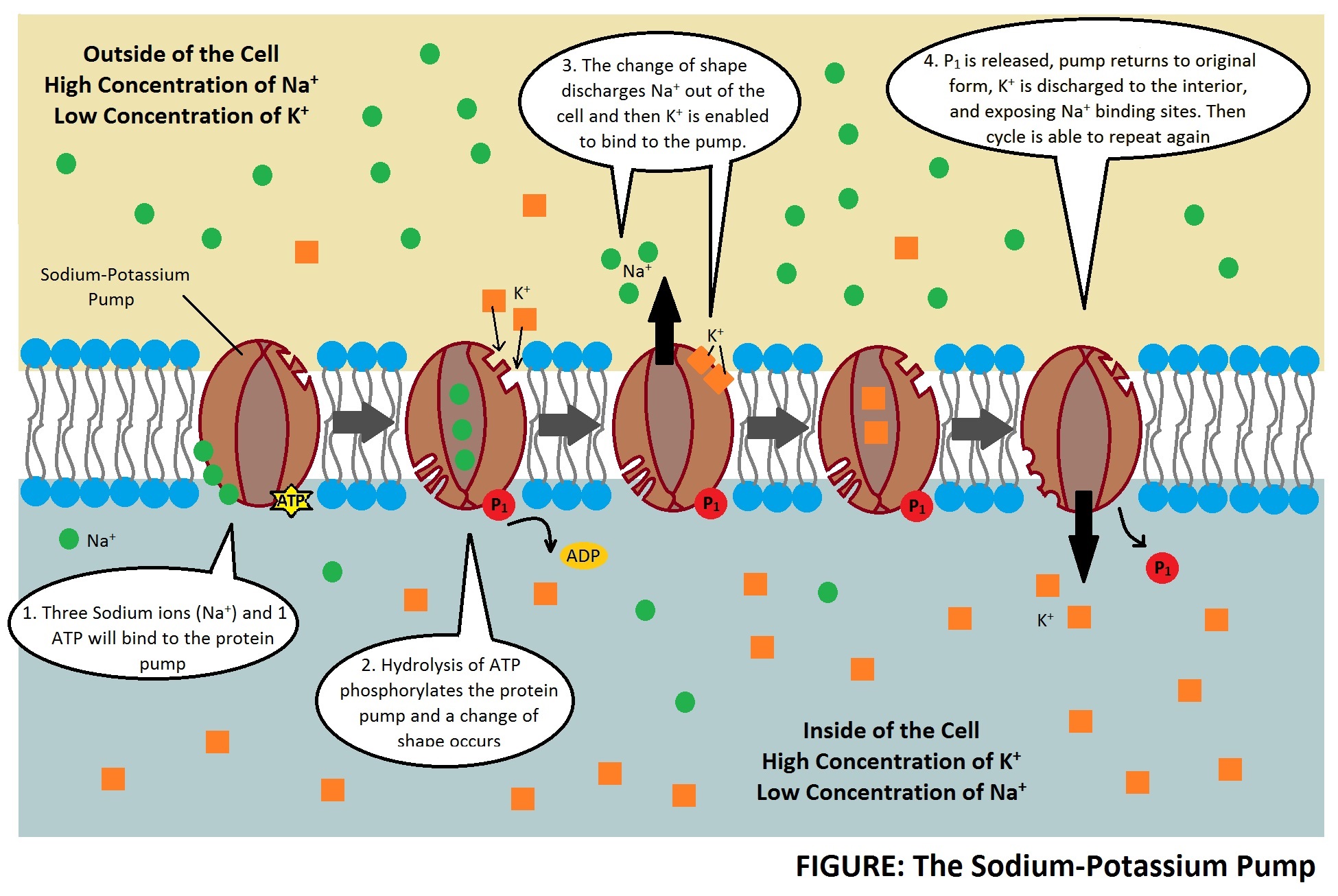 Image of sodium-potassium pumps in the cell membrane showing the steps involved in moving 3 sodium ions out of the cell and 2 potassium ions into the cell.