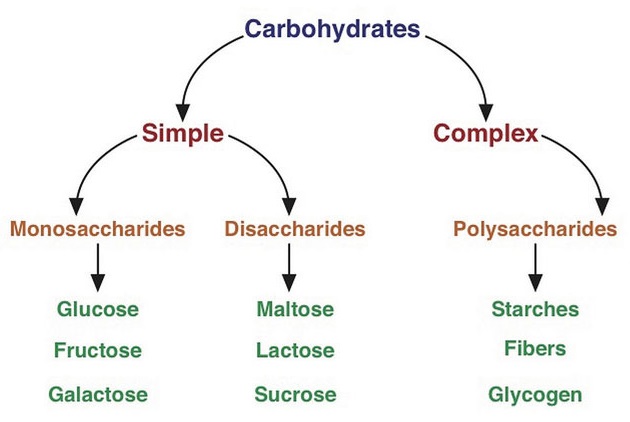 Diagram showing breakdown of simple carbohydrates vs. complex carbohydrates. Simple carbohydrates include the monosaccharides and disaccharides. Complex carbohydrates include polysaccharides such as starches, fibers, and glycogen.