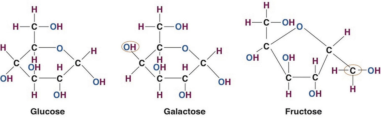 Chemical structure of glucose, galactose, and fructose.