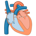 19: The Cardiovascular System - The Heart