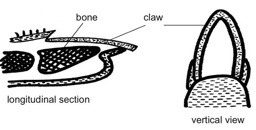 Anatomy_and_physiology_of_animals_Carnivors_claw.jpg