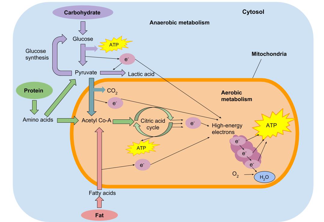 Diagram of anaerobic and aerobic metabolism. The breakdown of one molecule of glucose, or the process of glycolysis, yields two molecules of pyruvate and two ATP molecules. The further metabolism of pyruvate in the presence of insufficient oxygen (anaerobic process) results in the production of lactic acid. The metabolism of pyruvate in the presence of adequate oxygen (aerobic process) yields 36 to 38 molecules of ATP.