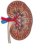 25: The Urinary System