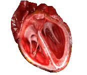15: Cardiovascular System- The Heart