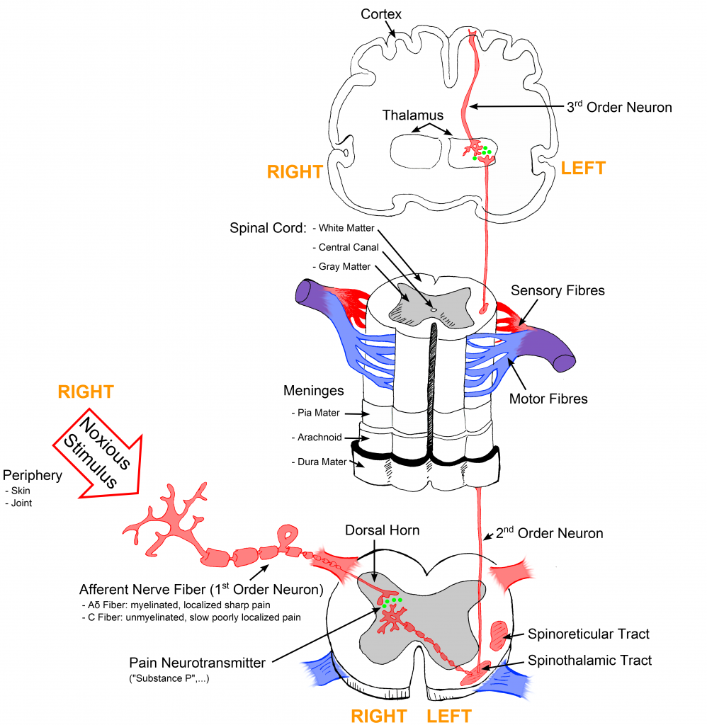 Illustration showing pain transmission from brain to nerves