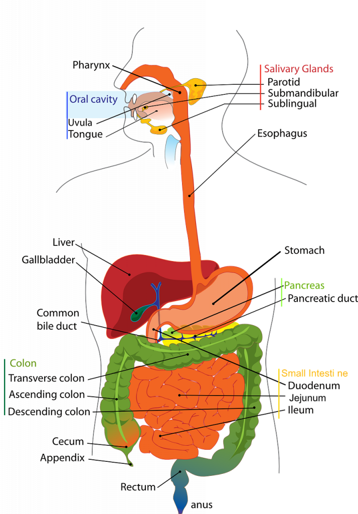 Illustration showing The Gastrointestinal System, with labels