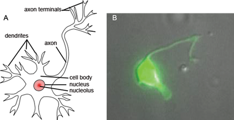 neurons: diagram on the left vs actual on the right