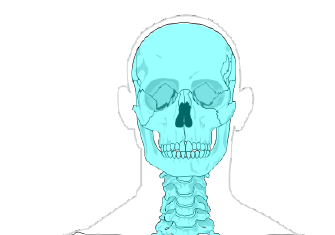 5: The Axial Skeleton