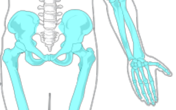 6: The Appendicular Skeleton