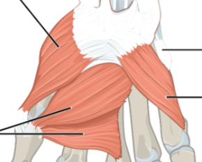 9: The Appendicular Muscles